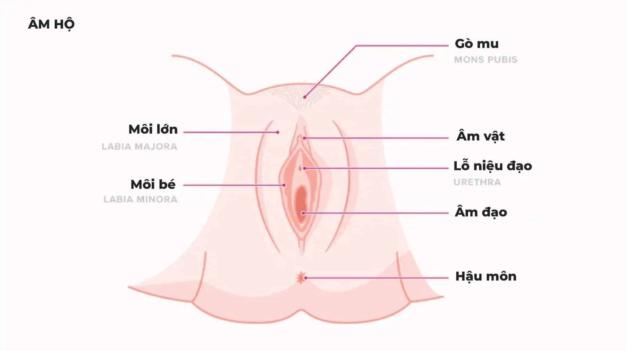 Cơ quan sinh dục của nữ giới